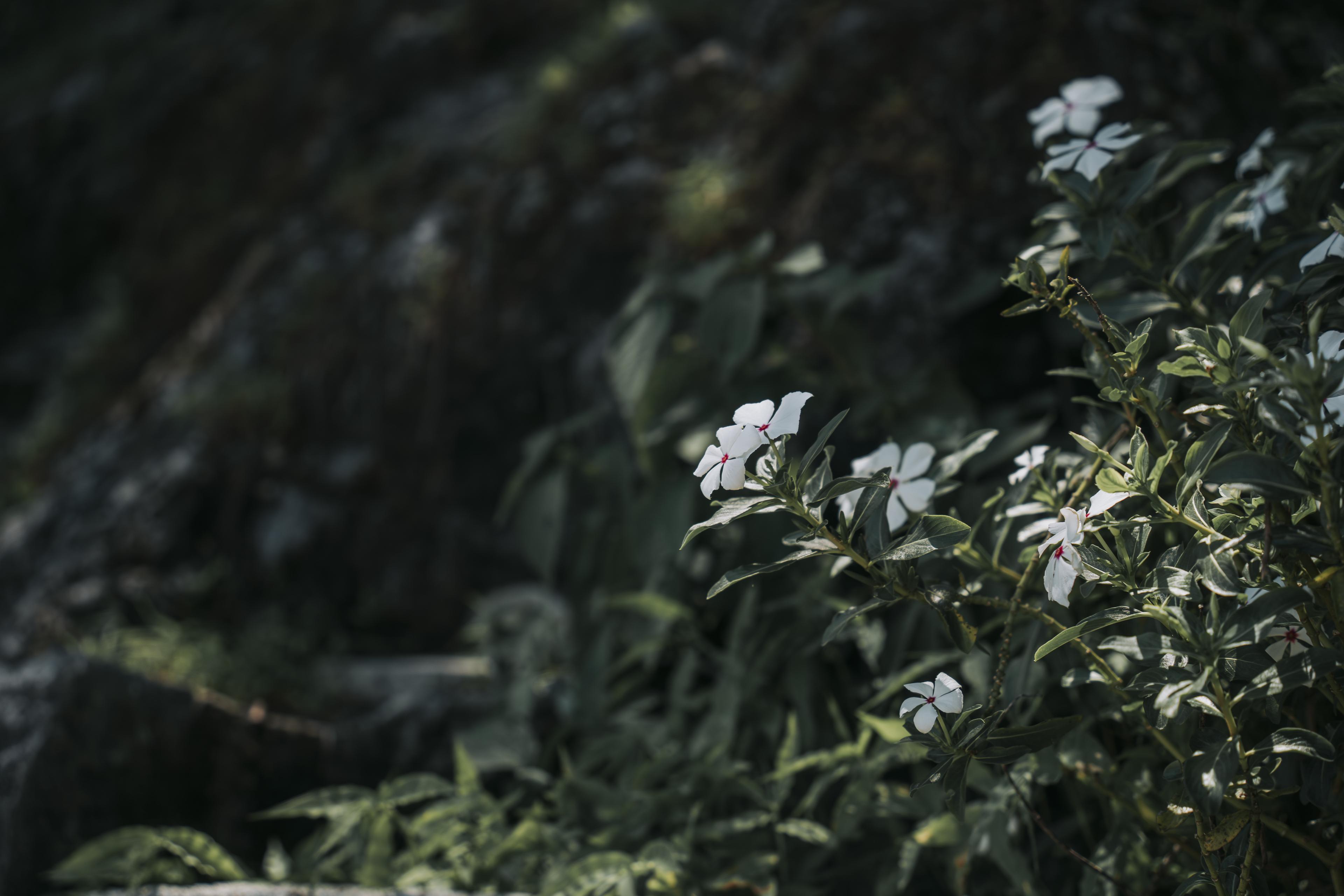 Natural wellness and relaxation