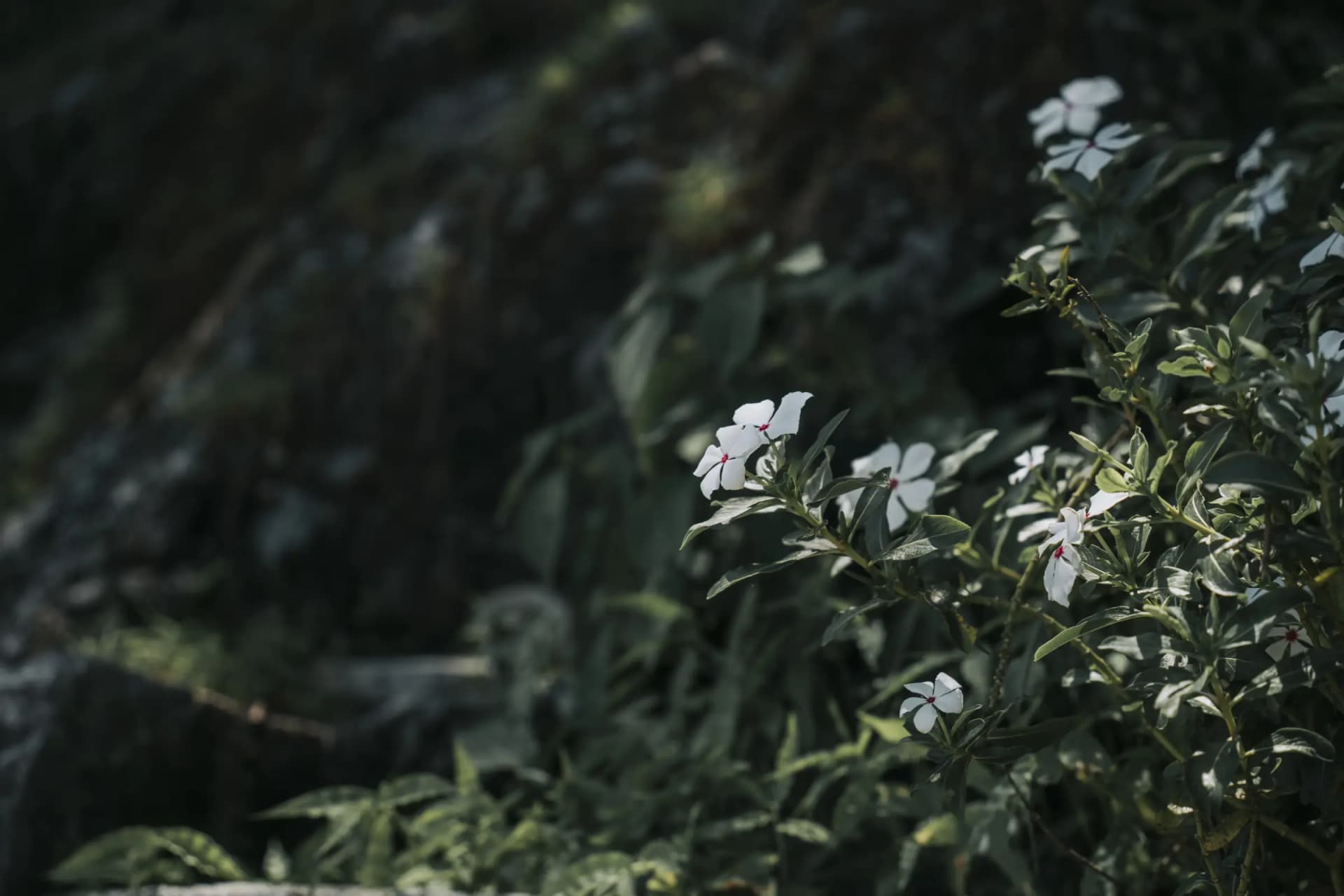 Natural wellness and relaxation